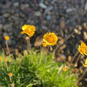 Meet your Posher, Priya